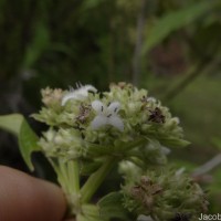 Hedyotis fruticosa L.